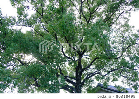 愛知県七里の渡し公園の木 愛知県七里の渡し公園の木 80318499