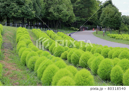 馬見丘陵公園　満開のひまわりと夏の花々 80318540