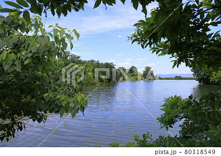 馬見丘陵公園 満開のひまわりと夏の花々 馬見丘陵公園 満開のひまわりと夏の花々 80318549