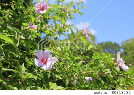 馬見丘陵公園　満開のひまわりと夏の花々 80318559