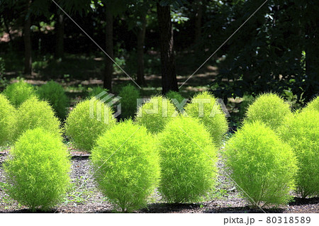 馬見丘陵公園 満開のひまわりと夏の花々 馬見丘陵公園 満開のひまわりと夏の花々 80318589