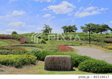 馬見丘陵公園　満開のひまわりと夏の花々 80318617