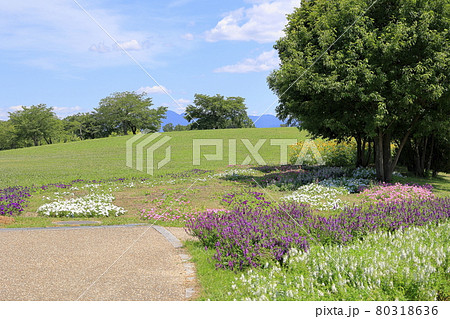 馬見丘陵公園 満開のひまわりと夏の花々 馬見丘陵公園 満開のひまわりと夏の花々 80318636