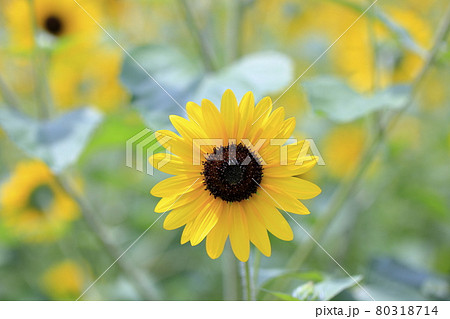 馬見丘陵公園　満開のひまわりと夏の花々 80318714