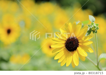 馬見丘陵公園　満開のひまわりと夏の花々 80318715