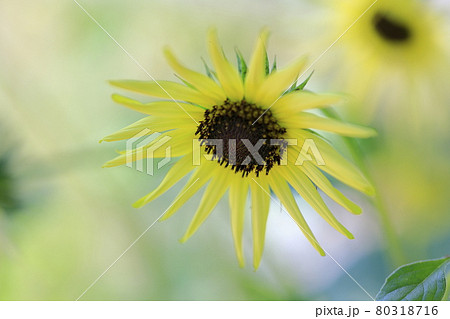 馬見丘陵公園 満開のひまわりと夏の花々 馬見丘陵公園 満開のひまわりと夏の花々 80318716