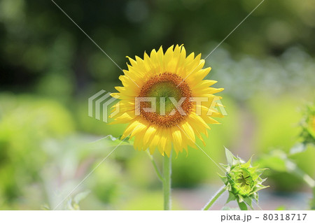 馬見丘陵公園 満開のひまわりと夏の花々 馬見丘陵公園 満開のひまわりと夏の花々 80318717