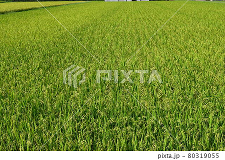 膨らみ始めた稲穂 80319055