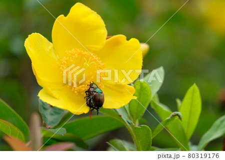 ハナムグリのカップル 80319176