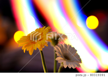 光線とガーベラ 80319391