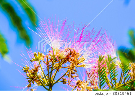 青空とネムの花 80319461