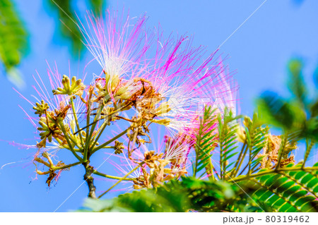 ねむの花と青空 ねむの花と青空 80319462