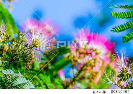 合歓の花2 80319464