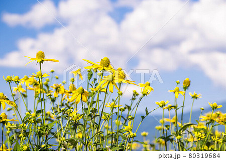 キクイモの花の写真素材