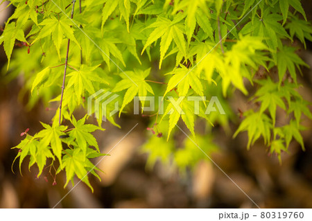 新緑 新緑 80319760