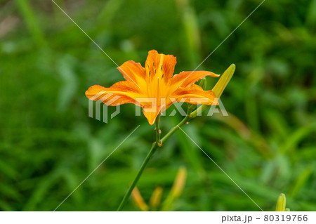 ノカンゾウの花びら ノカンゾウの花びら 80319766