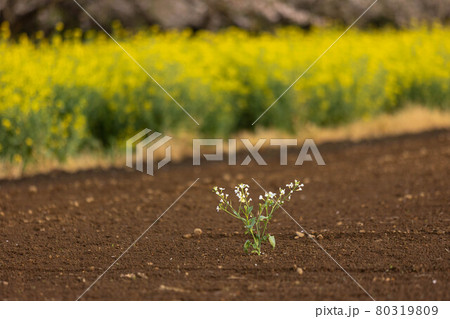 春の畑の風景 80319809