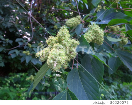 アカメガシワ アカメガシワ 80320072