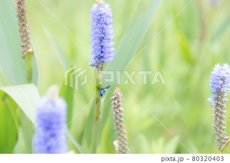 群れた青紫花の水生植物のナガバミズアオイと飛ぶ昆虫 群れた青紫花の水生植物のナガバミズアオイと飛ぶ昆虫 80320403