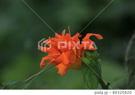 ノカンゾウ 80320820