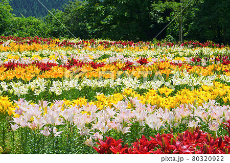 月岡公園のユリ園、魚沼市、新潟県、日本 80320922