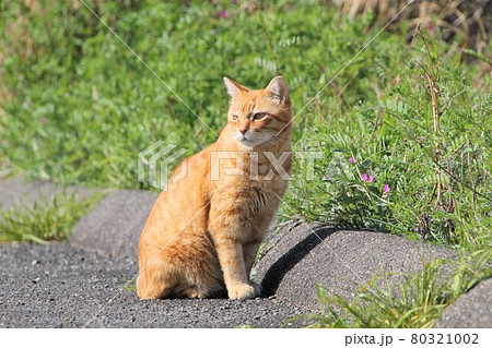 見返り猫 80321002