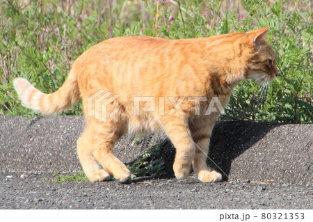 お散歩する猫 お散歩する猫 80321353