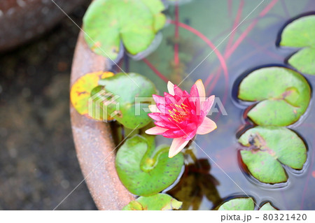 温帯睡蓮の花 80321420