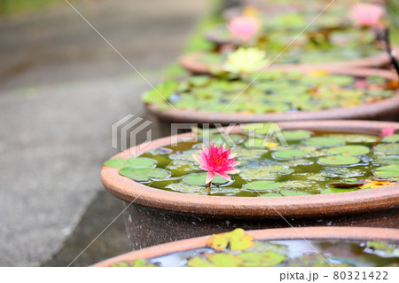 温帯睡蓮の花 80321422