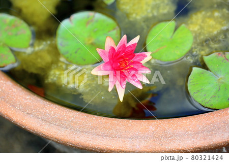 温帯睡蓮の花 80321424