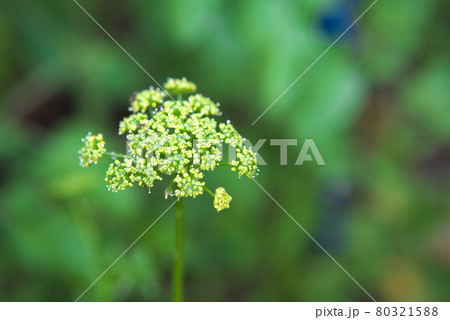 パセリの花のつぼみ パセリの花のつぼみ 80321588