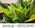 ヤシの木の葉 80321640