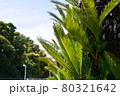 ヤシの木の葉 80321642