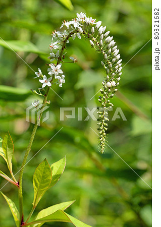 オカトラノウの花開く 福島県只見町 オカトラノウの花開く 福島県只見町 80321682