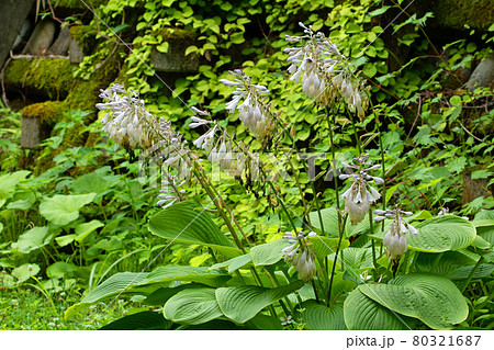 オオバギボウシの花の末期　福島県只見町 80321687