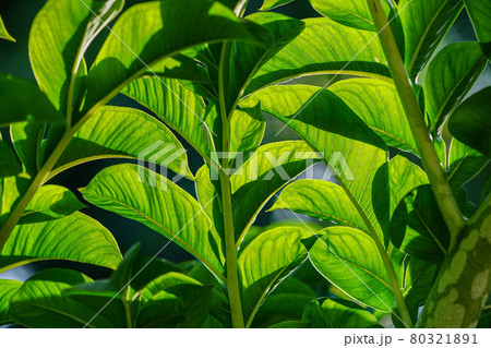 Green leaves of amorphophallus konjac. Green leaves of amorphophallus konjac. 80321891