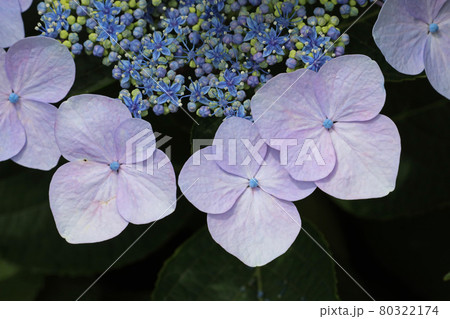 紫陽花 80322174
