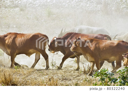 動物 動物学 牧草地 80322240