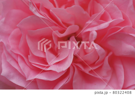 バラ「ギィ・ドゥ・モーパッサン」 80322408