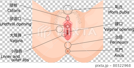 女性外性器　イラスト　解説 80322968