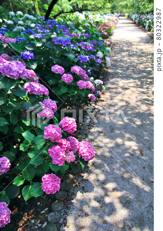 野市のあじさい祭りの風景 80322987