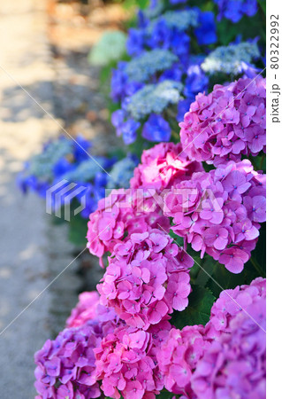 野市のあじさい祭りの風景 80322992