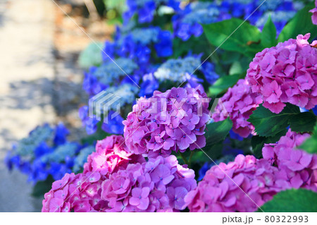 野市のあじさい祭りの風景 80322993