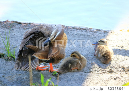 鴨の親子　日陰で毛づくろい　夏 80323044
