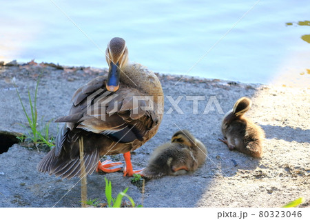 鴨の親子 日陰で毛づくろい 夏 鴨の親子 日陰で毛づくろい 夏 80323046