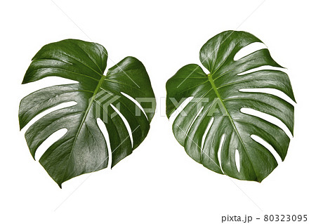 モンステラの葉。トロピカルな夏のイメージ モンステラの葉。トロピカルな夏のイメージ 80323095