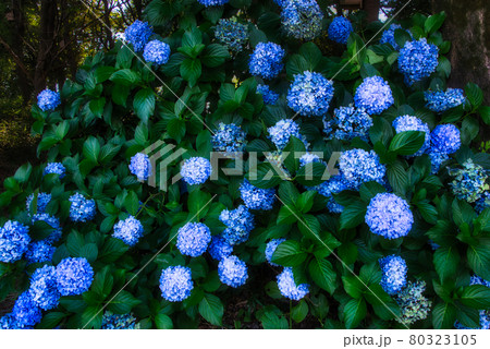 今を盛りと咲き誇る、青紫色の紫陽花の花 80323105