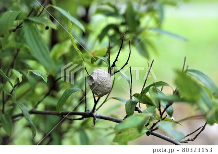 蜂の土器　とっくりバチの巣　蓋が締まっている 80323153