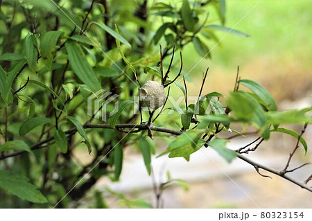 とっくりバチの巣　蓋が締まっている 80323154