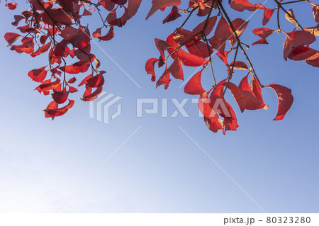 ハナミズキの紅葉と快晴の秋空風景 2の写真素材